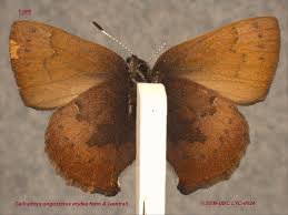 Attēlu rezultāti vaicājumam “Lycaeniinae”