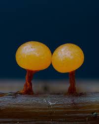 Attēlu rezultāti vaicājumam “Physarum psittacinum young”