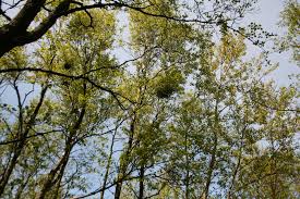 Attēlu rezultāti vaicājumam “Taphrina betulina”