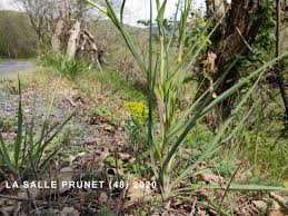 Attēlu rezultāti vaicājumam “Tragopogon pratensis subsp. pratensis leaf”