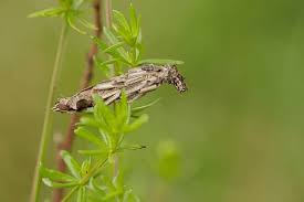 Attēlu rezultāti vaicājumam “Canephora hirsuta larva”