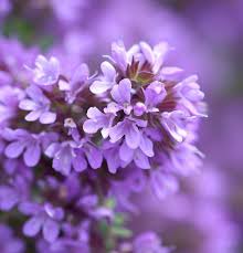 Attēlu rezultāti vaicājumam “Thymus pulegioides fruit”
