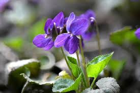 Attēlu rezultāti vaicājumam “Viola riviniana flower”
