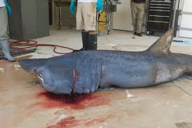 Image result for Cetorhinus maximus