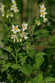 Attēlu rezultāti vaicājumam “Solanum tuberosum flower”