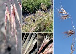 Attēlu rezultāti vaicājumam “Anisantha tectorum fruit”