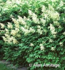 Image result for Aruncus dioicus