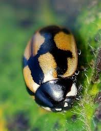 Attēlu rezultāti vaicājumam “Coccinella hieroglyphica”