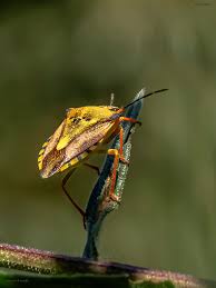 Attēlu rezultāti vaicājumam “Carpocoris sp.”