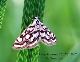 Attēlu rezultāti vaicājumam “Nymphula nitidulata”