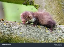 Attēlu rezultāti vaicājumam “Martes foina”