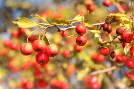 Attēlu rezultāti vaicājumam “Crataegus monogyna fruit”