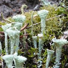 Attēlu rezultāti vaicājumam “Cladonia norvegica”