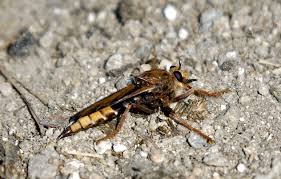 Attēlu rezultāti vaicājumam “Asilus crabroniformis”