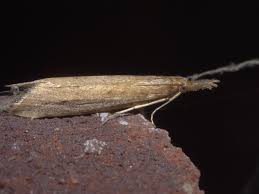 Attēlu rezultāti vaicājumam “Donacaula mucronella”