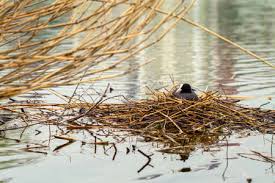 Attēlu rezultāti vaicājumam “Fulica atra nest”