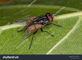 Attēlu rezultāti vaicājumam “Musca domestica”