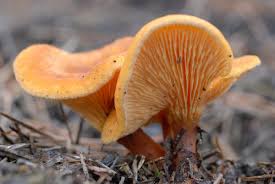 Attēlu rezultāti vaicājumam “Hygrophoropsis aurantiaca”