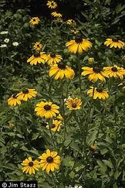 Attēlu rezultāti vaicājumam “Rudbeckia hirta var. pulcherrima flower”