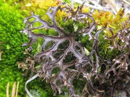 Attēlu rezultāti vaicājumam “Cetraria ericetorum”