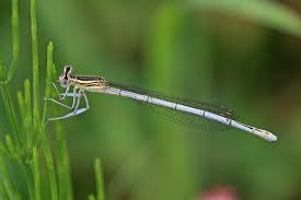 Attēlu rezultāti vaicājumam “Platycnemis pennipes female”
