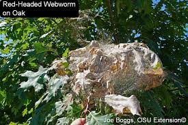 Attēlu rezultāti vaicājumam “Comatricha ellae stalked”