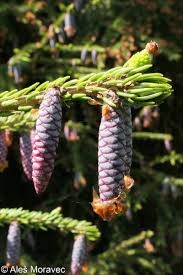 Attēlu rezultāti vaicājumam “Picea orientalis”