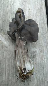 Attēlu rezultāti vaicājumam “Helvella lacunosa”