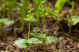 Attēlu rezultāti vaicājumam “Listera cordata fruit”