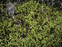 Attēlu rezultāti vaicājumam “Barbilophozia lycopodioides macro”