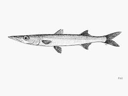 Image result for Sphyraena barracuda
