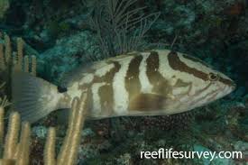 Image result for Epinephelus striatus