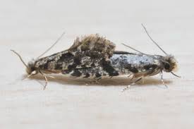 Attēlu rezultāti vaicājumam “Nemapogon cloacella”