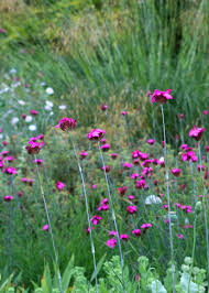 Image result for Dianthus carthusianorum