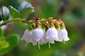 Attēlu rezultāti vaicājumam “Vaccinium vitis-idaea”