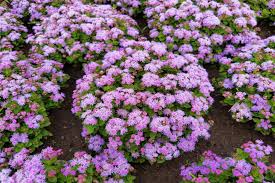 Image result for Leberbalsam