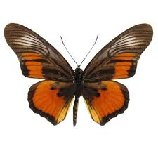 Attēlu rezultāti vaicājumam “Nymphalidae”