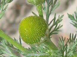 Attēlu rezultāti vaicājumam “Matricaria discoidea”