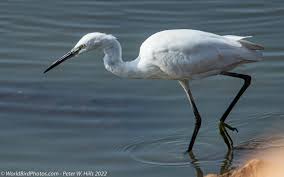 Image result for Egretta garzetta