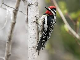 Image result for Sphyrapicus varius