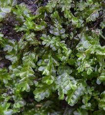 Attēlu rezultāti vaicājumam “Chiloscyphus polyanthos”