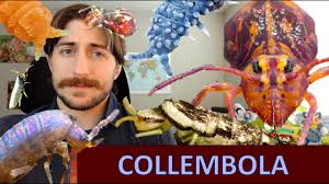 Attēlu rezultāti vaicājumam “Collembola”