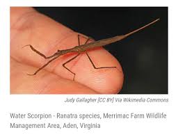 Attēlu rezultāti vaicājumam “Ranatra linearis”