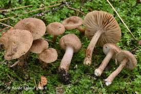 Attēlu rezultāti vaicājumam “Inocybe lanuginosa”