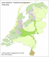 Attēlu rezultāti vaicājumam “Epiblema grandaevana”