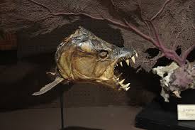 Image result for Goliath Tigerfish