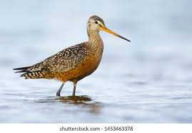Image result for Limosa haemastica