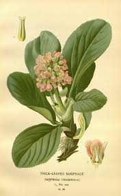 Attēlu rezultāti vaicājumam “Bergenia crassifolia”