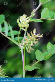 Attēlu rezultāti vaicājumam “Astragalus glycyphyllos flower”