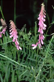 Attēlu rezultāti vaicājumam “Vicia tenuifolia flower”